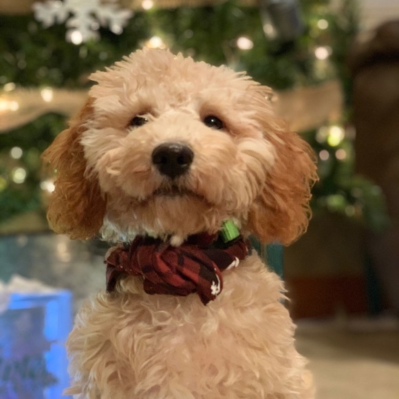 Meet your Posher, Daniel - Picture 1 of 1